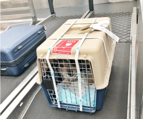 拉萨宠物托运 宠物托运公司 机场宠物托运 宠物空运